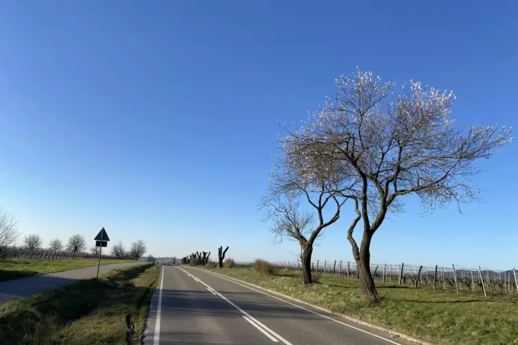 Im M&auml;rz wurden im Kreis S&uuml;dliche Weinstra&szlig;e Mandelb&auml;ume gef&auml;llt.