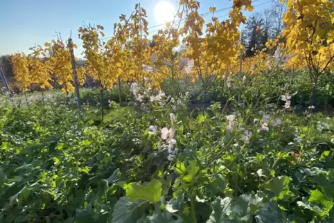 Die Herbst-Winterbegrünung in den Weinbergen ist mittlerweile Standard geworden. 