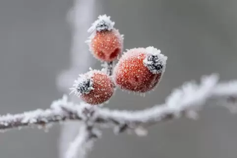 Das neue Jahr beginnt mit Frost und Wind. 