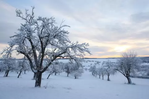 Verschneite Obstbaumreihen auf Streuobstwiesen: Der Winter in der Region bedeutet Anpassung für Flora und Fauna. Verschneite Obstbaumreihen auf Streuobstwiesen: Der Winter in der Region bedeutet Anpassung für Flora und Fauna.