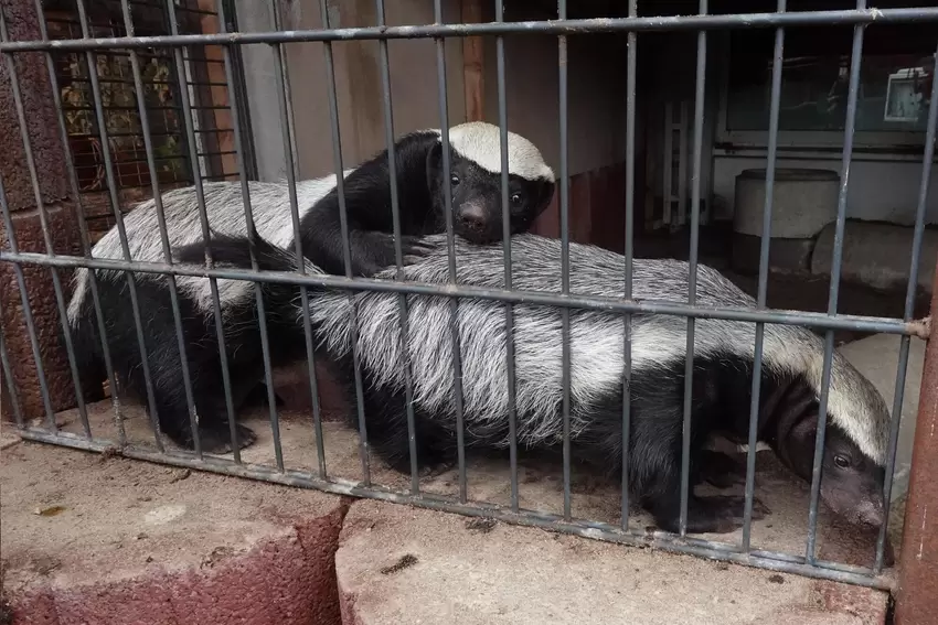 Selten hierzulande: Im Tierpark Donnersberg gibt es auch Honigdachse.