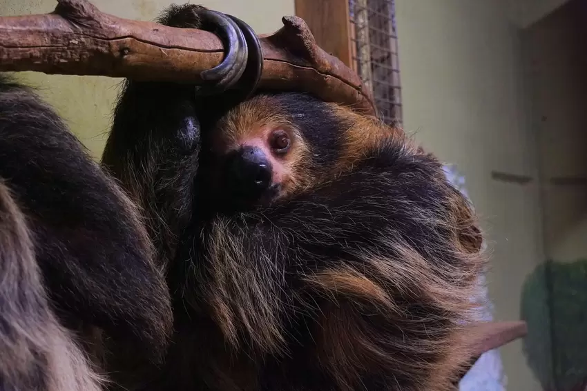 Ein Faultier im Tropenhaus des Tierparks Donnersberg.
