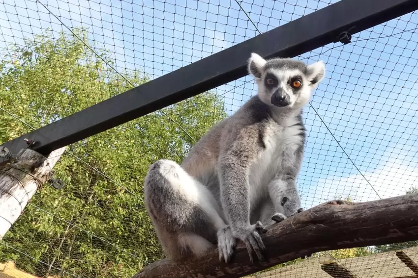 Auch Lemuren gibt es im Tierpark Donnersberg.