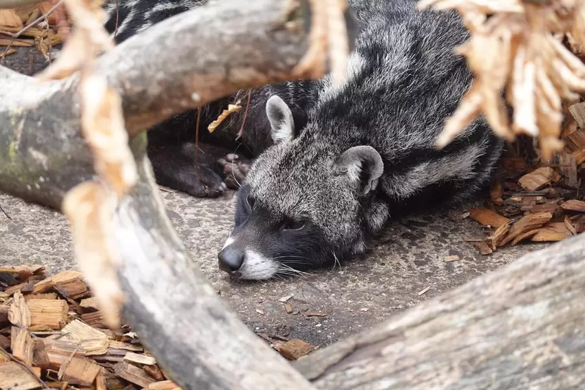 Ein Bewohner des Tierparks Donnersberg bei einem entspannten Nickerchen.