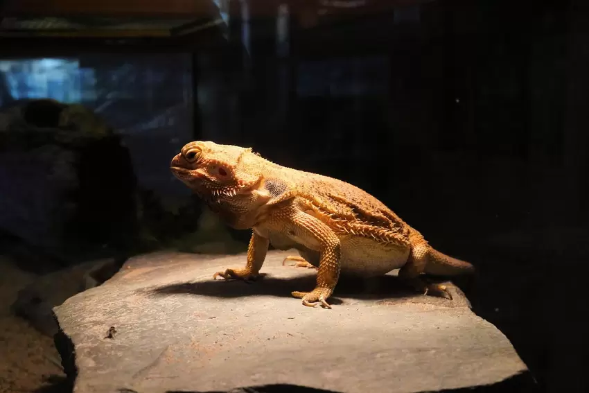 Eine Echse im Tropenhaus des Tierparks Donnersberg.