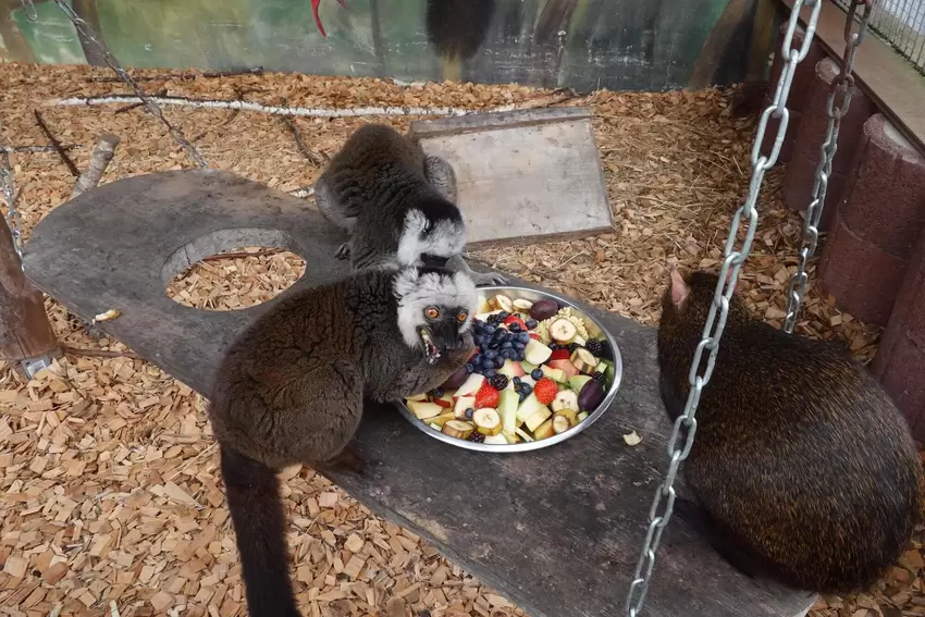 Bewohner des Tierparks Donnersberg werden mit frischem Obst gefüttert.