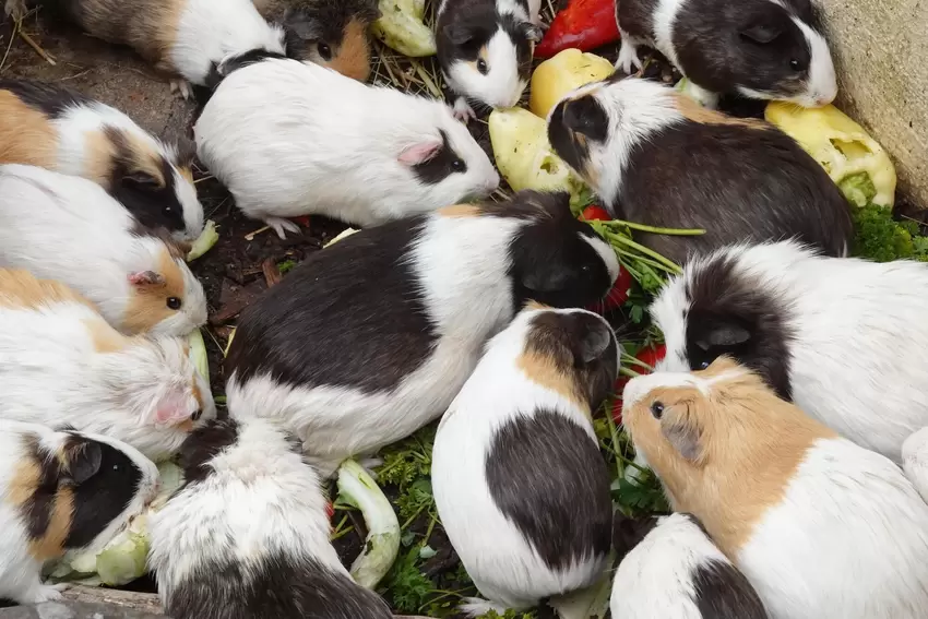 Meerschweinchen im Tierpark Donnersberg werden mit frischem Gemüse gefüttert.