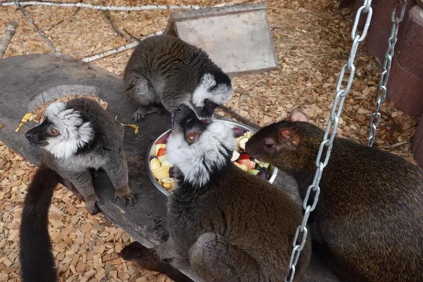 Bewohner des Tierparks Donnersberg werden mit frischem Obst gefüttert.