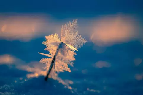 „Weh mir, wo nehm ich, wenn / Es Winter ist, die Blumen“ – hierher vielleicht. „Weh mir, wo nehm ich, wenn / Es Winter ist, die Blumen“ – hierher vielleicht.