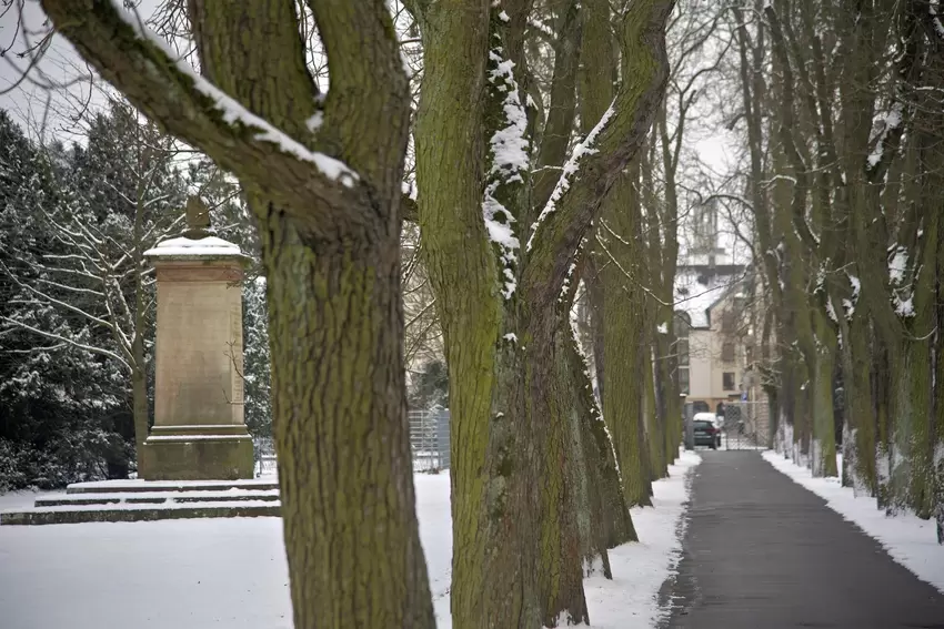 Die Allee im Parkfriedhof.