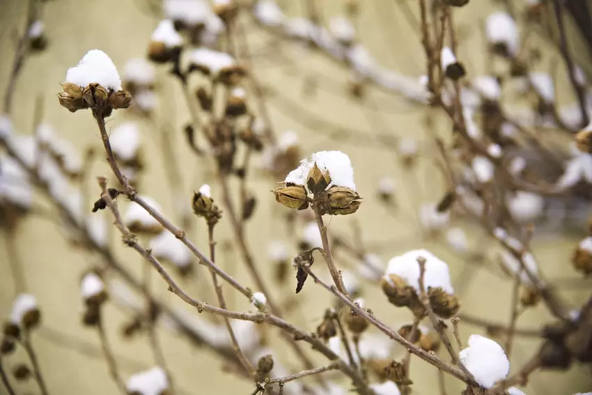 Wie verändert der Schnee die Natur? Ein genauer Blick lohnt sich, auch hier in der Mahlastraße.