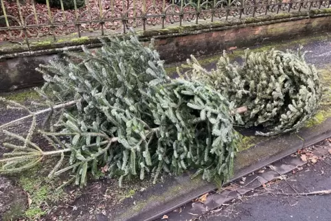 Januar-Stillleben: Tote Tanne auf Bürgersteig. 