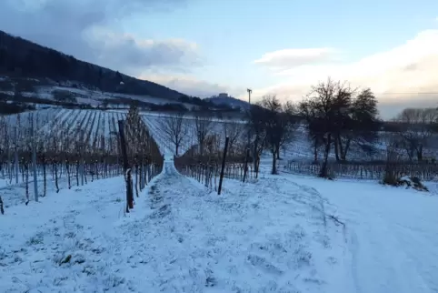 weinbau