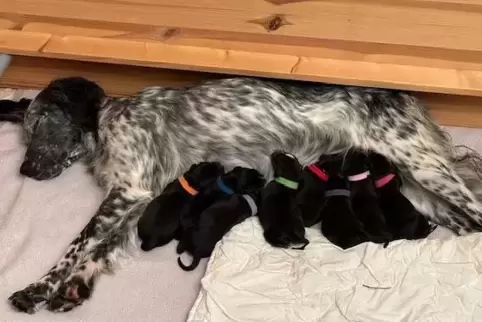 Da waren sie noch mini: Von Anfang an hat sich Polly liebevoll um ihre acht Babys gekümmert. Da waren sie noch mini: Von Anfang an hat sich Polly liebevoll um ihre acht Babys gekümmert.