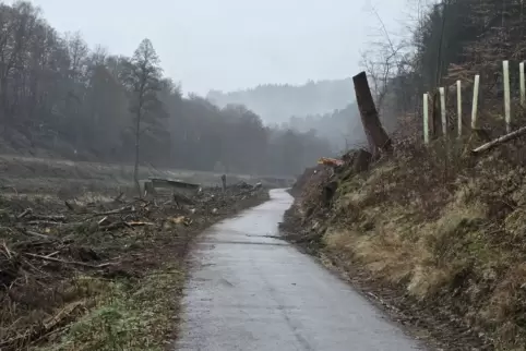 Wo bis 1923 ein nicht standortgerechter, ökologisch wertloser Fichtenwald stand, gibt es jetzt Licht und Luft. Der Waldumbau weg