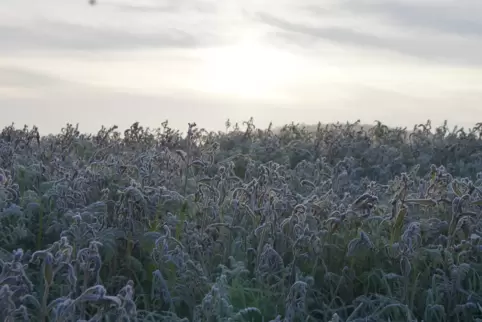 Nachts kann es am Wochenende wieder frostig werden. Tagsüber setzt sich die Sonne vermutlich nur selten gegen Wolken und Nebel d