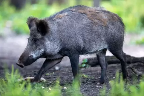 Zwei Wildschweine waren auf das Dach geklettert, eins beim Eintreffen der Feuerwehr bereits tot.