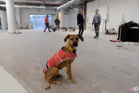 Im ehemaligen City-Outlet, in das Woolworth einziehen wird, haben Mitarbeiter der Arbeitslosenselbsthilfe die Räume entkernt. Ei