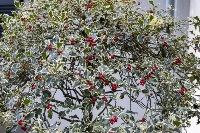 Zur Sache: Berhmter Ilex - Im Garten - DIE RHEINPFALZ