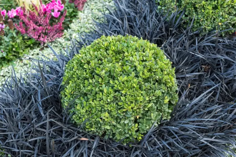 Stechpalmen fr den Garten - Im Garten - DIE RHEINPFALZ