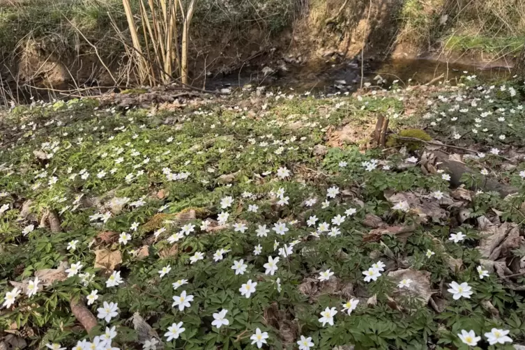Auch in Bisterschied besitzt der Naturschutzverein ein Areal. Als wichtigste Aufgabe sieht es die Pollichia im Donnersbergkreis 