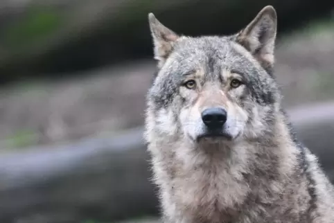 Dem Wolf soll es mit spezieller Weidezauntechnik möglichst schwer gemacht werden, an Nutztiere als Beute zu kommen. 