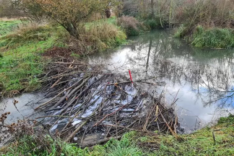 Damit fing alles an: Mit diesem Damm sorgte ein Biber daf&uuml;r, dass sich Wasser in ein Regenr&uuml;ckhaltebecken der Gemeinde Maxdorf s