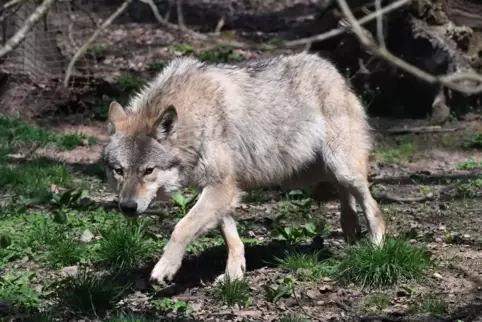 Hat der Wolf schon wieder zugeschlagen?