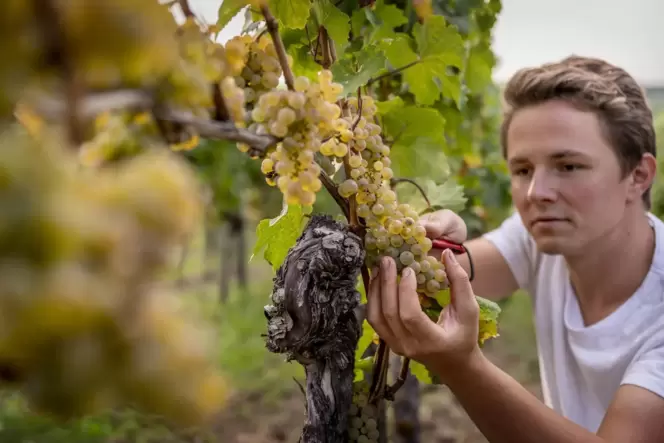 Hans-Christoph Stolleis im Weinberg. Er setzt beim Anbau klare Schwerpunkte.