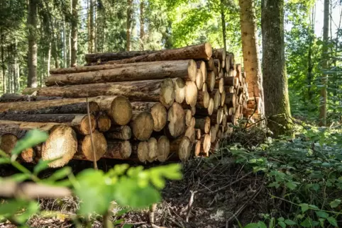 Das Forstamt bietet Brennholz in Form von Poltern (Holzstapeln) am Waldrand an. Die entasteten Stämme haben einen hohen Feuchtig