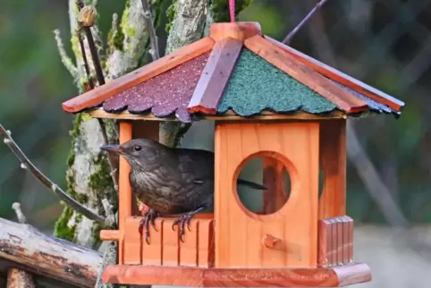 Eine weibliche Amsel sitzt in einem Garten in einem Futterhäuschen – auch in diesem Winter wurden wieder Vögel gezählt. Eine weibliche Amsel sitzt in einem Garten in einem Futterhäuschen – auch in diesem Winter wurden wieder Vögel gezählt.