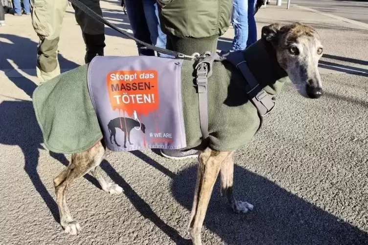 Jedes Jahr werden in Spanien rund 10.000 Galgos (spanische Windhunde) get&ouml;tet, ertr&auml;nkt oder verbrannt.