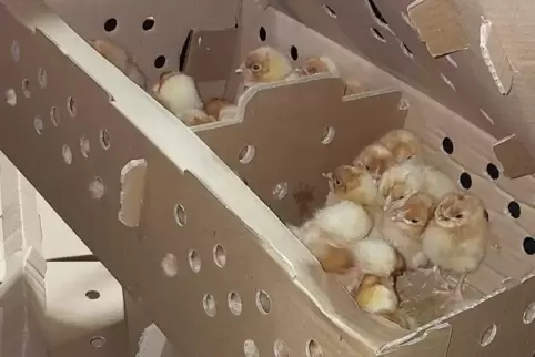 Die Küken wurden in Kartons mit Luftschlitzen, aber ohne Wasser und Futter im Auto transportiert. 