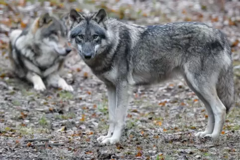 „Wenn der Wolf eine Fähe findet, so heißen die weiblichen Wölfe, könnten sie ein Rudel gründen. Denn wenn Welpen kommen, spricht