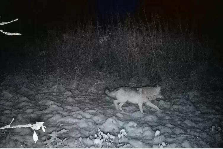 Sch&ouml;n in die Fotofalle getappt: ein Wolf bei Erdesbach. H&ouml;chstwahrscheinlich GW4433m, der im Glantal bereits Dutzende Tiere geri