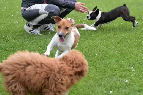 Wird auch mit Geld bedacht: der Hundesportverein Otterstadt. 