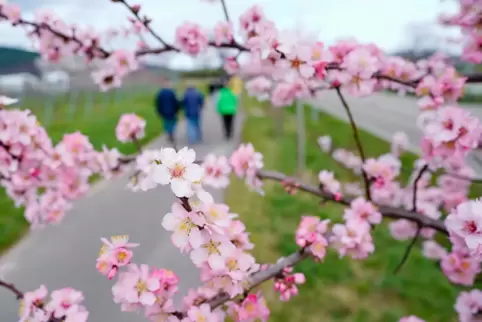 Ihre Mandelblüte vermarktet die Deutsche Weinstraße mit zunehmendem Erfolg. Aber nicht überall wird Touristen etwas Besonderes g