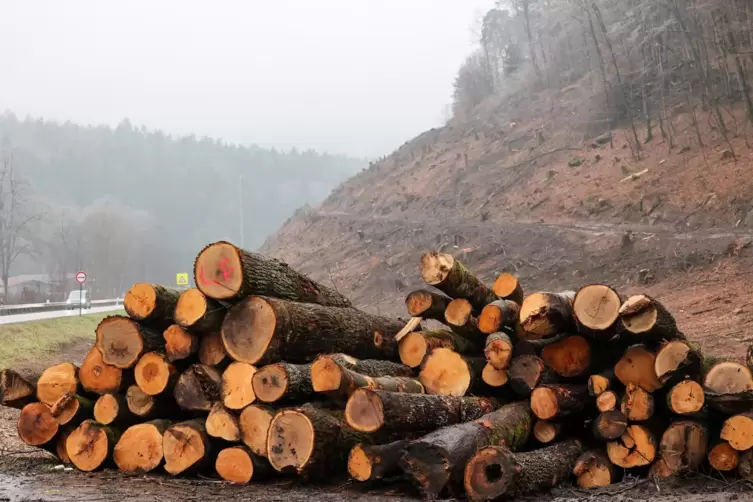 Vor der Felsnase lagern Baumst&auml;mme zum Abtransport, im Hintergrund ist die gerodete Fl&auml;che an der Felsnase zu sehen. 