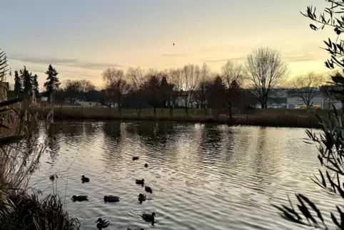 Zum Hochwasser- und Starkregenschutz sollte der See in Bockenheim als Speicherbecken genutzt werden.