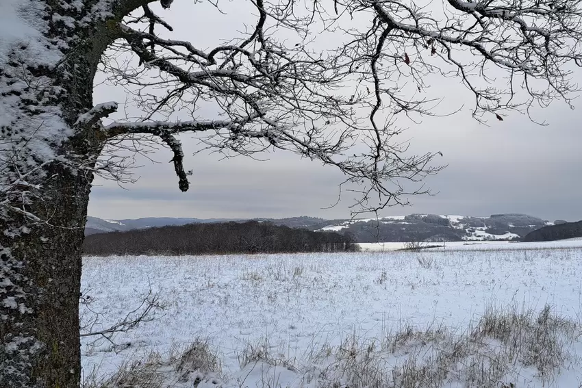 Von ihrem Spaziergang auf dem Römerweg bei Dennweiler-Frohnbach hat Katja Gilcher uns diese Aufnahme zukommen lassen.