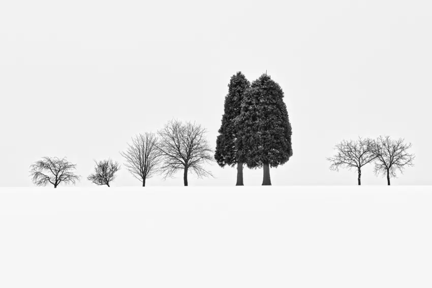 Baumreihe bei Konken: Das Foto von Stefanie Richardson ist ein kleines Kunstwerk.