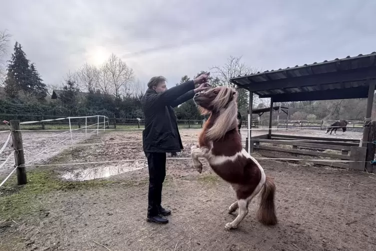 Shetlandpony Maya ist sehr verspielt und freut sich &uuml;ber Aufgaben wie zum Beispiel Kunstst&uuml;cke. 