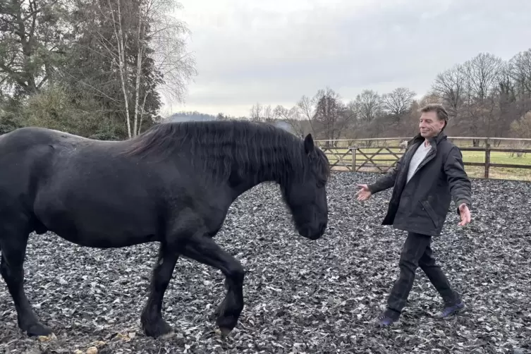 Gut erzogen: Friese Ramiro l&auml;uft auf Kommando auf Michael Weil zu. 