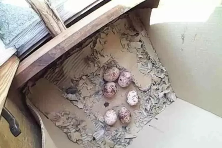 Die Eier der Turmfalken im Dachgeschoss. 