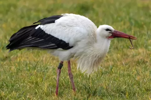 Fridolin ist zurück in Erzenhausen. Der Storch hat ordentlich Hunger mitgebracht.