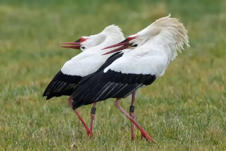 Inzwischen hat sich eine Storchendame zu Fridolin gesellt. 