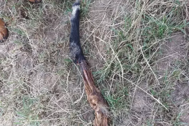 Kadaverteile wie dieses wurden in der Vergangenheit immer wieder in der N&auml;he des Hofes gefunden. 