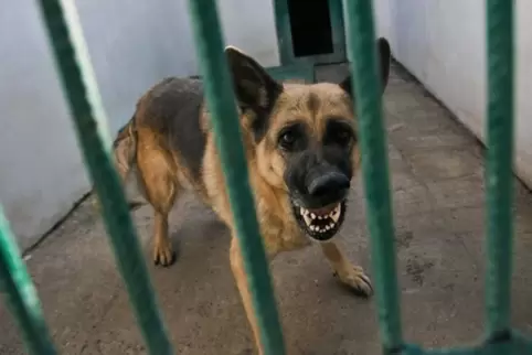 Ein Hund starb in Dannstadt-Schauernheim an dem Tollwut-Virus. 
