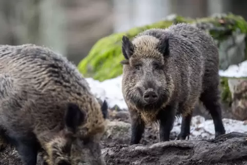 Im Donnersbergkreis wurde bei drei Wildschweinen das Virus der Aujeszkyschen Krankheit (Pseudowut) festgestellt. Für Menschen u Im Donnersbergkreis wurde bei drei Wildschweinen das Virus der Aujeszkyschen Krankheit (Pseudowut) festgestellt. Für Menschen u