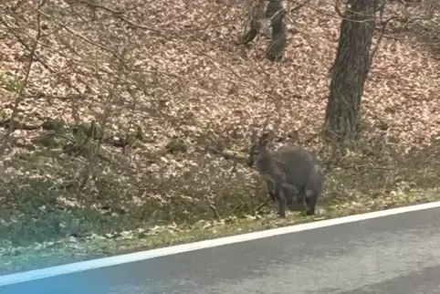 Macht Rast an der K40: Ein Bennett-Känguru ist aus einem Gehege in Otterbach ausgebüxt und wird gesucht. 